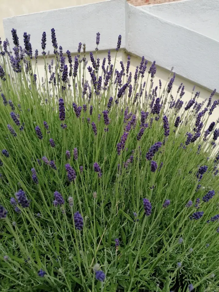 Levandule těsně před květem