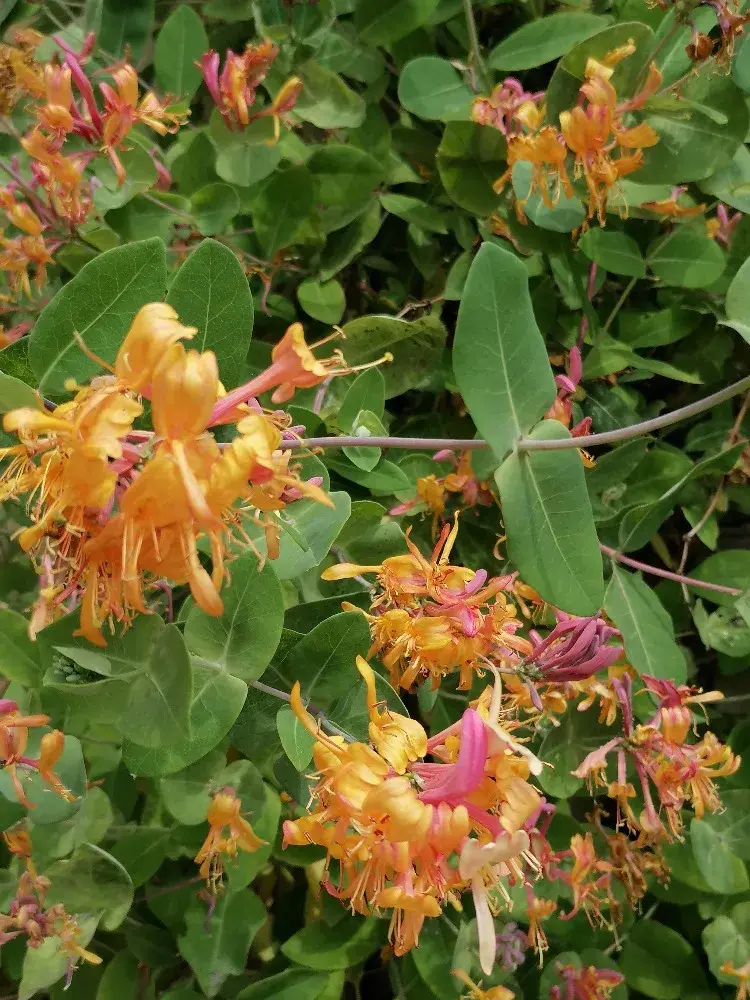 Stěny zdobí popínavé rostliny, například zimolez