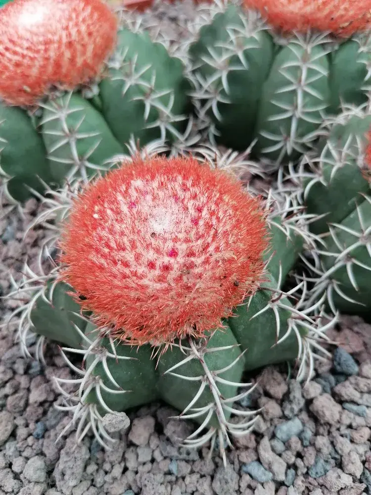 Melocactus matanzanus