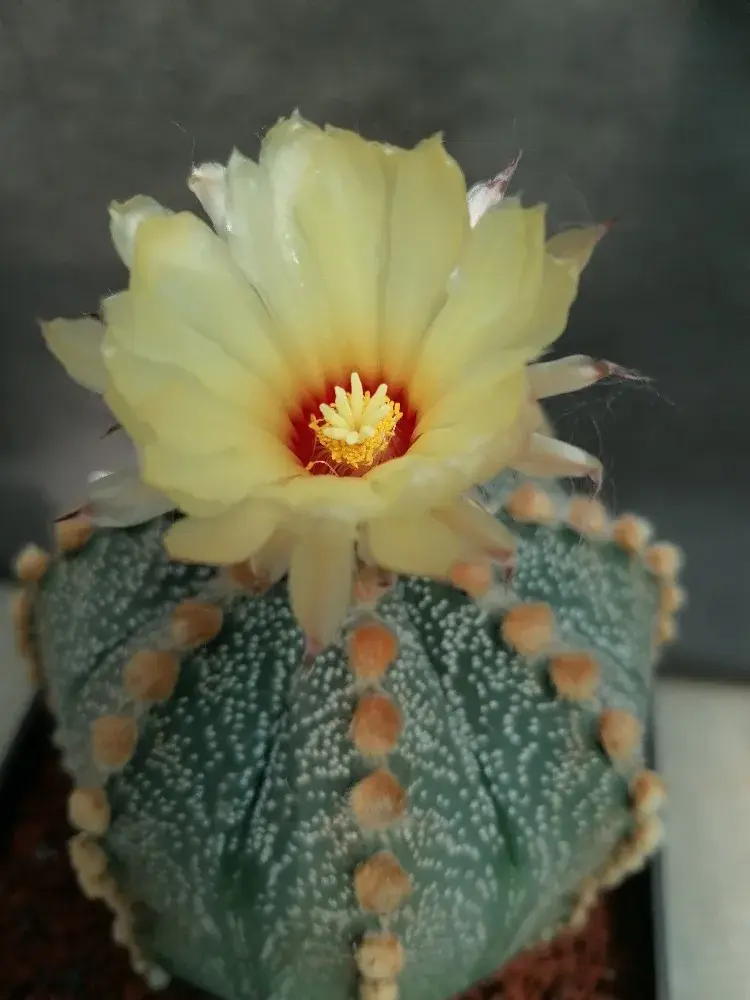 Květů se dočkají jen trpěliví pěstitelé