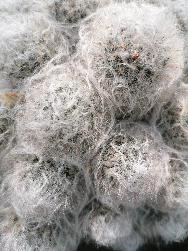 Některé druhy vypadají jako chomáče chlupů