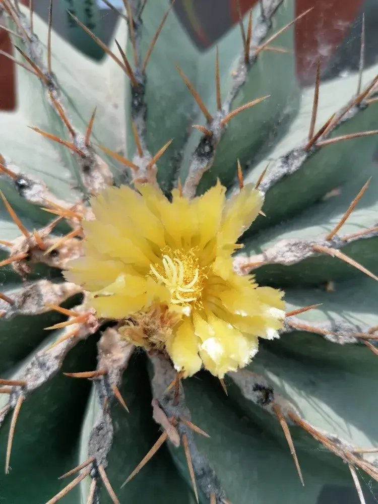 Trny nás často od pěstování kaktusů odrazují