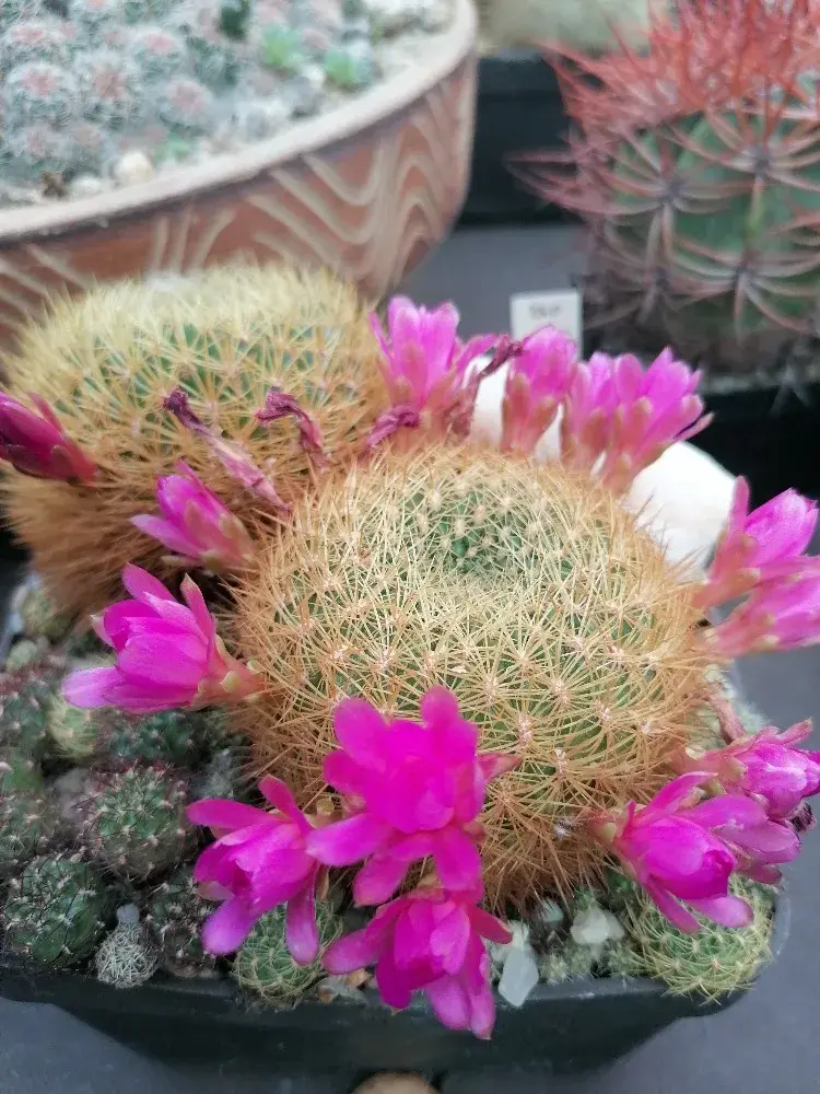 Květy se objevují především v horní části těla kaktusu