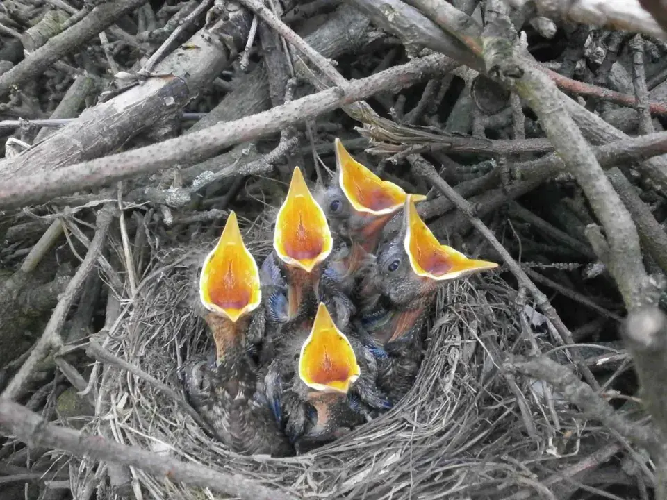 TyMyJáNová zahrada