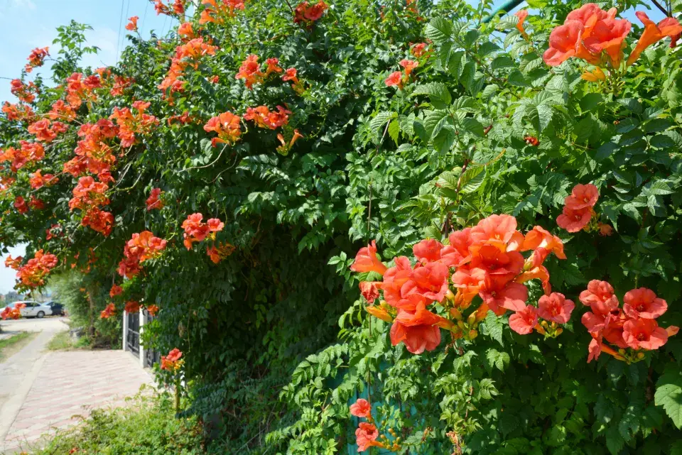 Trubač okouzlí svými trubkovitými květy 