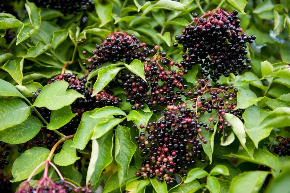 Plody bezu černého