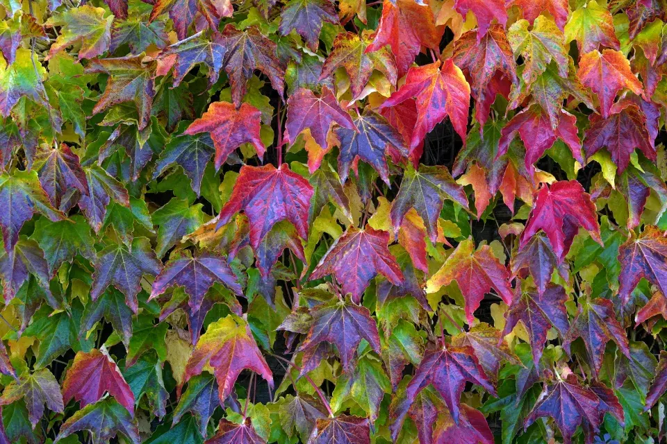 Loubinec trojčetný v podzimním kabátě