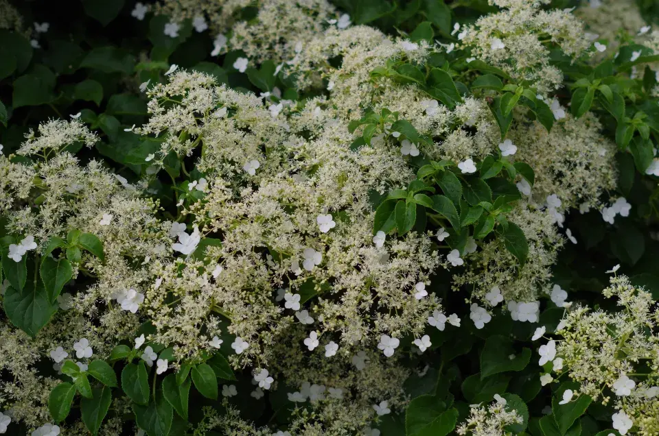 Bíle kvetoucí hortenzie popínavá