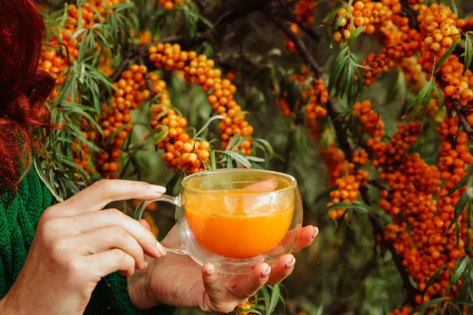 Konzumace plodů rakytníku je prospěšná pro naše zdraví