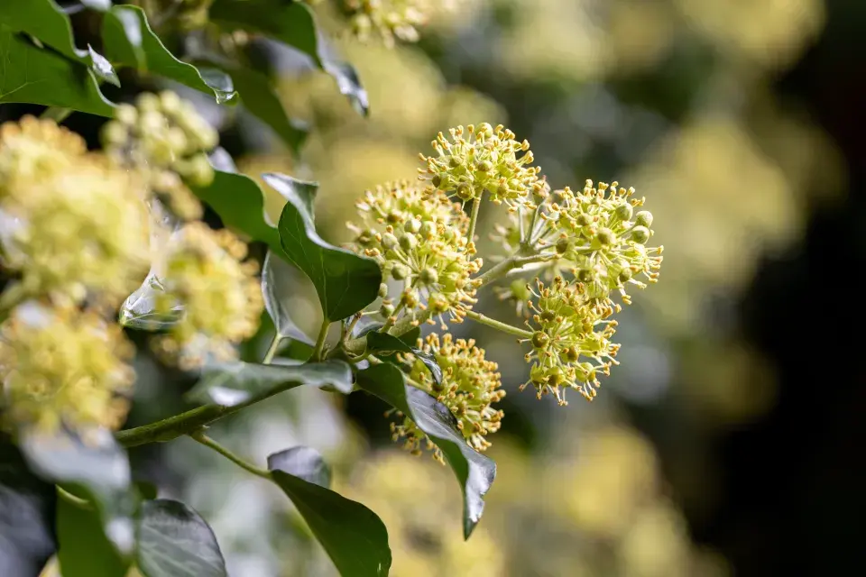 Květy břečťanu včely milují