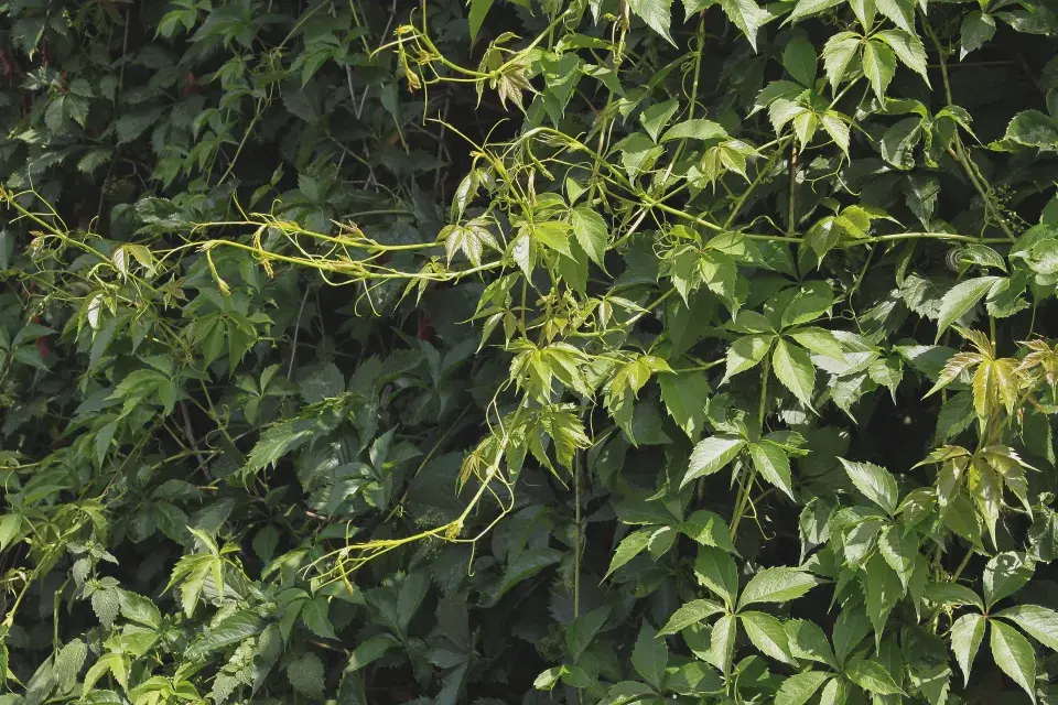 Loubinec pětičetný