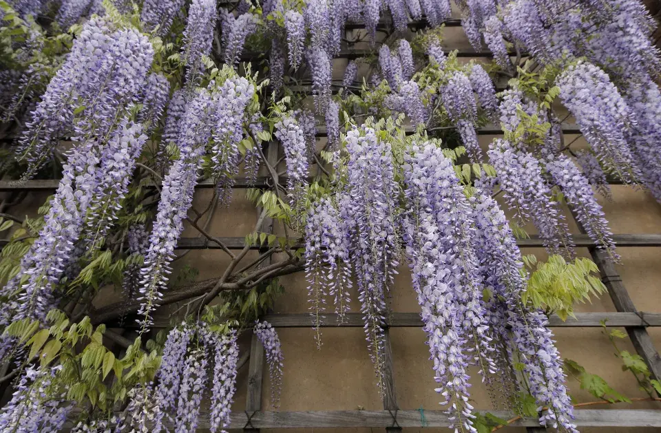 Ledeburská zahrada pod Pražským hradem
