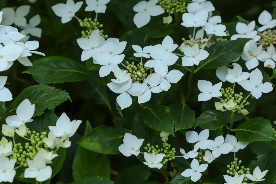 hortenzie velkolistá ´Lanarth White´