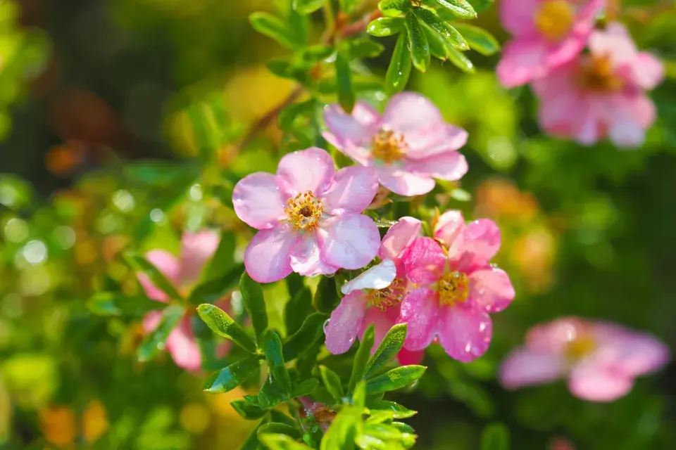 Růžově kvetoucí mochna