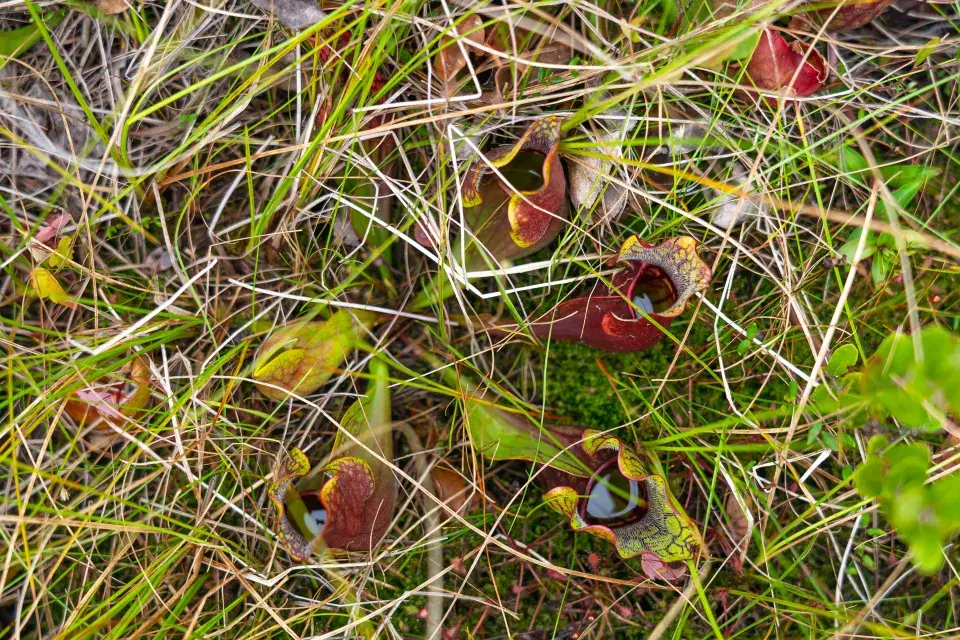 špirlici můžete pěstovat i na zahradě