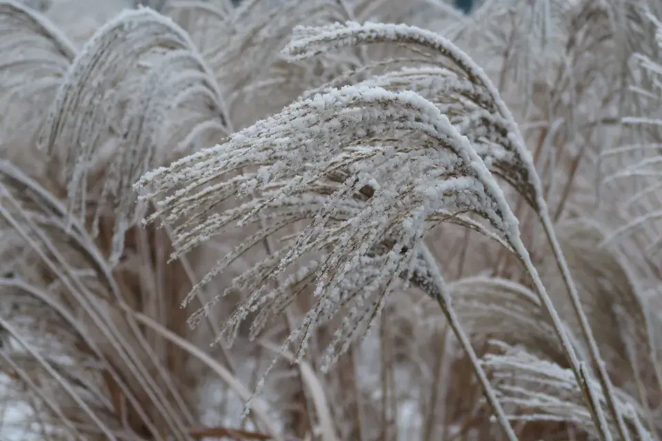 květenství ozdobnice v zimě