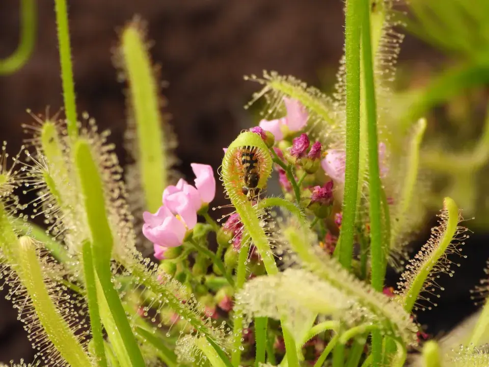 Rosnatka má bílé nebo růžové květy