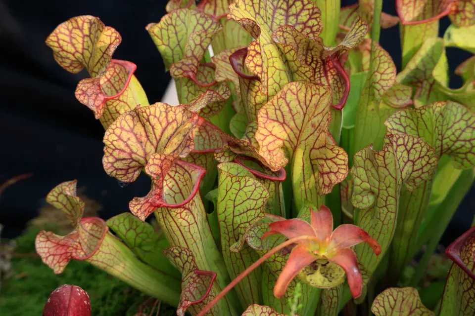 Špirlice má i krásné květy