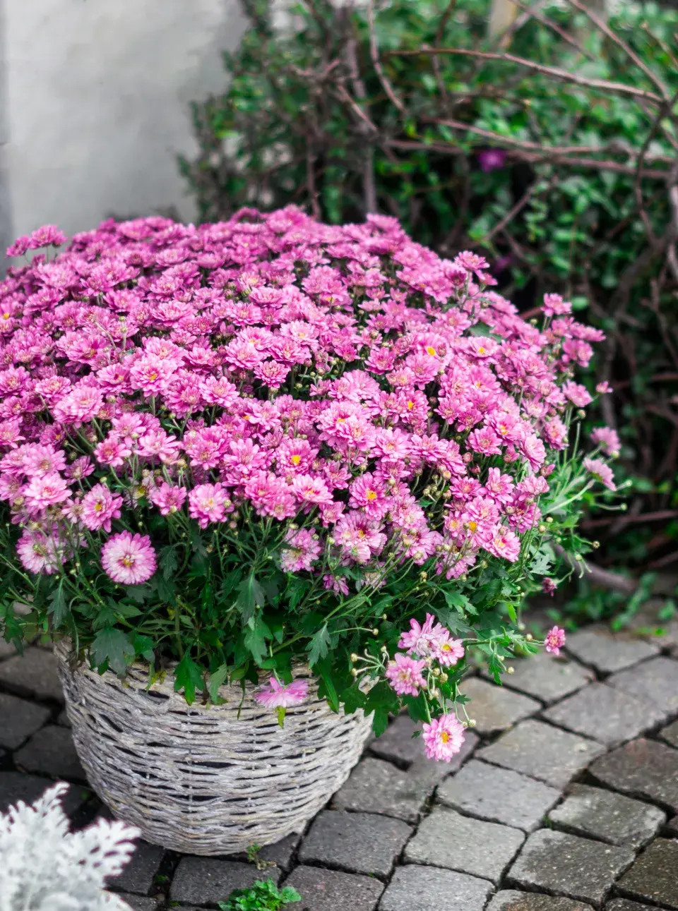 Chryzantémy v nádobách