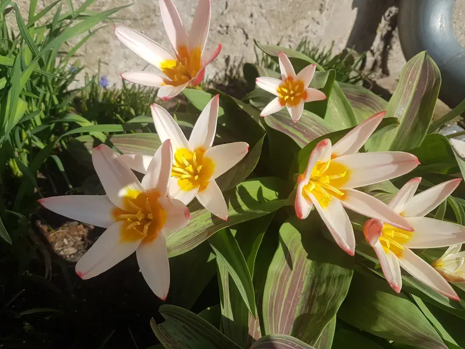 Kaufmannovy tulipány