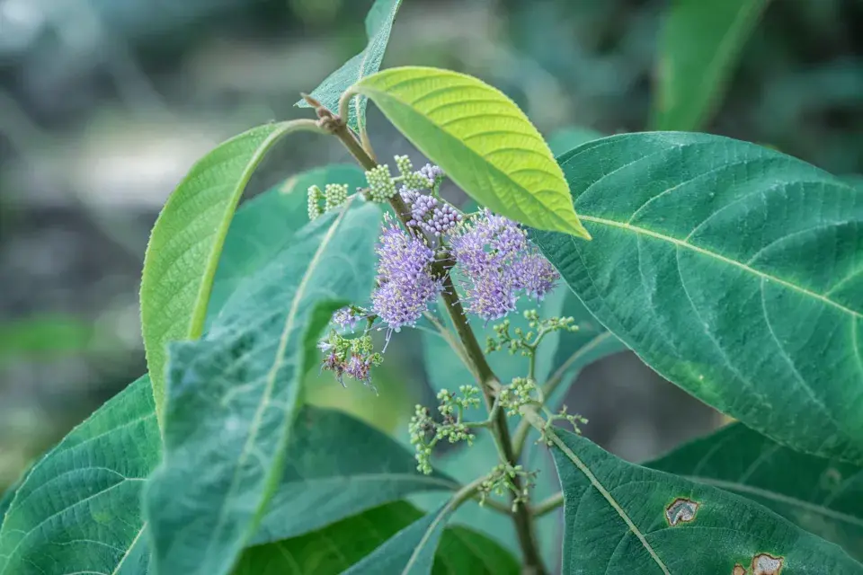 Květy krásnoplodky