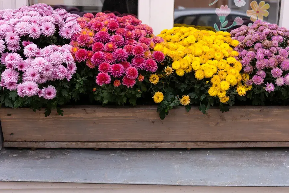 Chryzantémy v nádobách