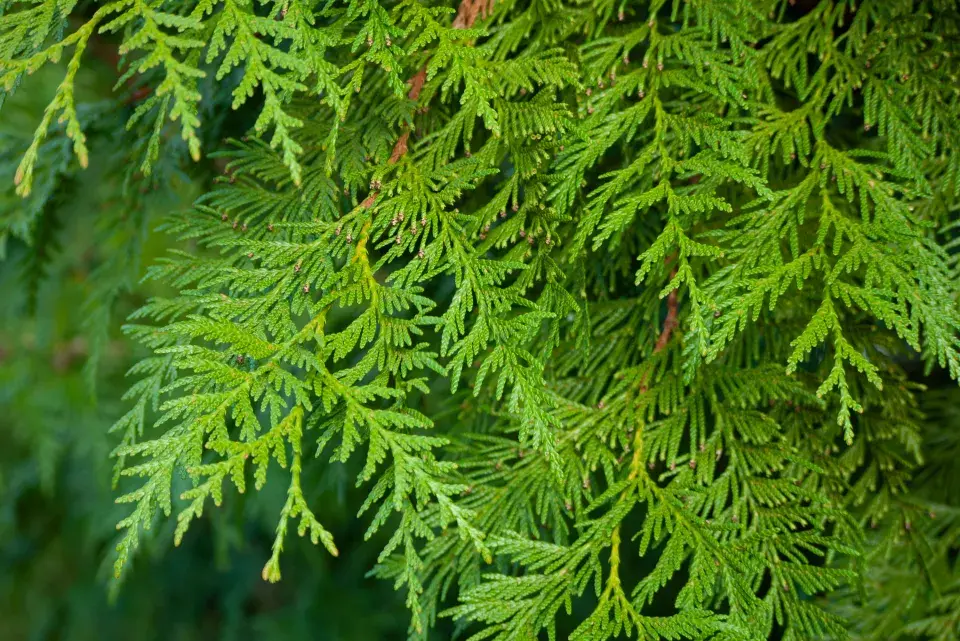 Thuja plicata  -zerav řasnatý