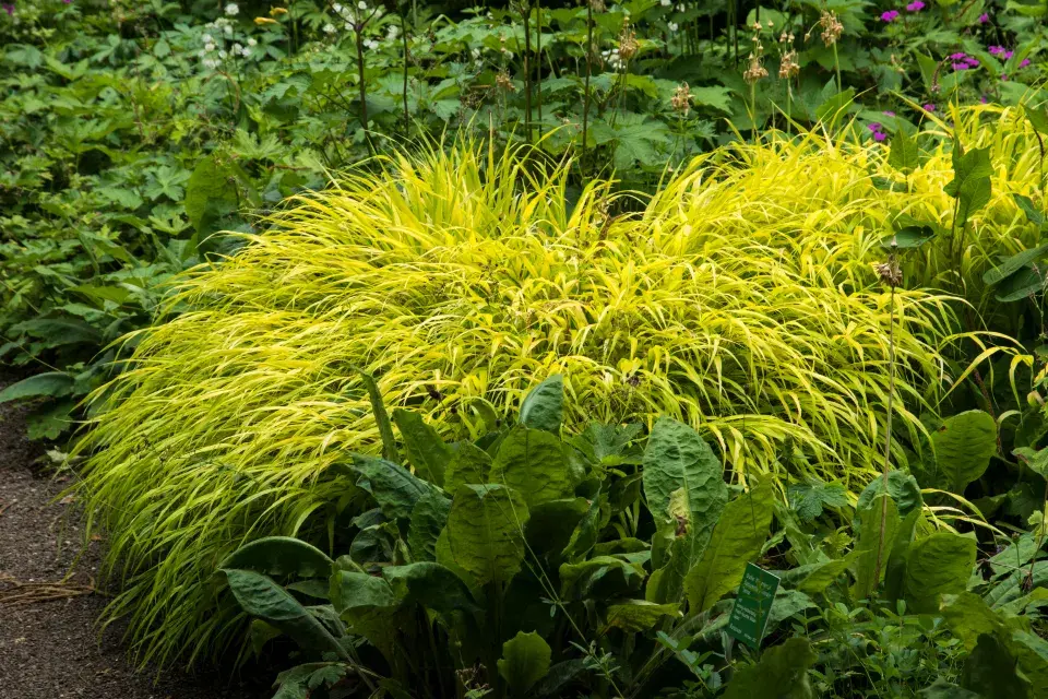 Rákosovka připomíná bambus