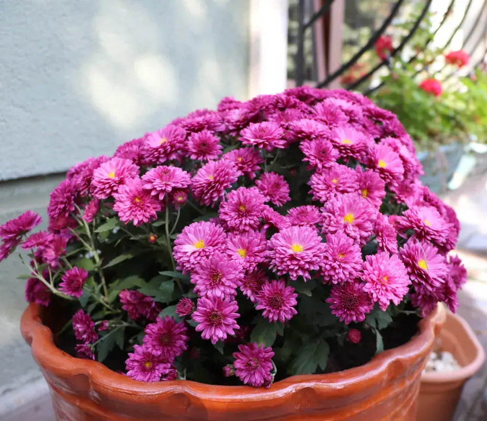 Chryzantémy v nádobách