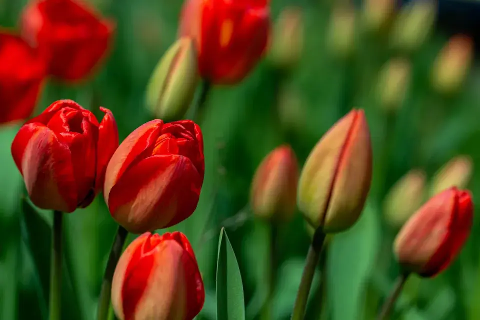 Jednoduché tulipány