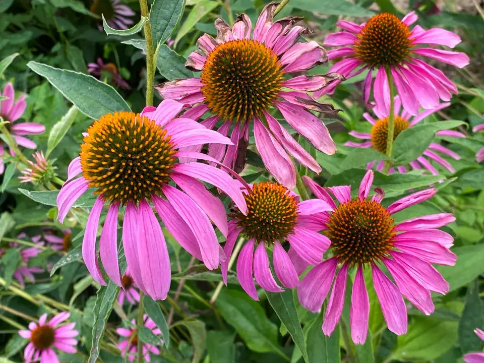 Echinacea