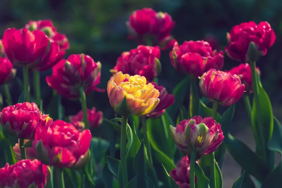 Pivoňkovité tulipány