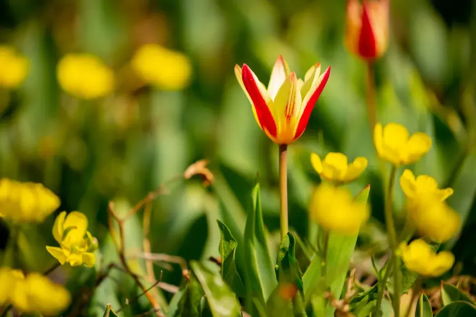 Kaufmannovy tulipány