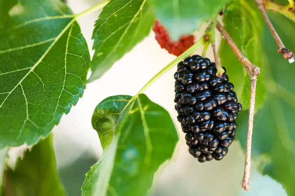 Morušovník černý