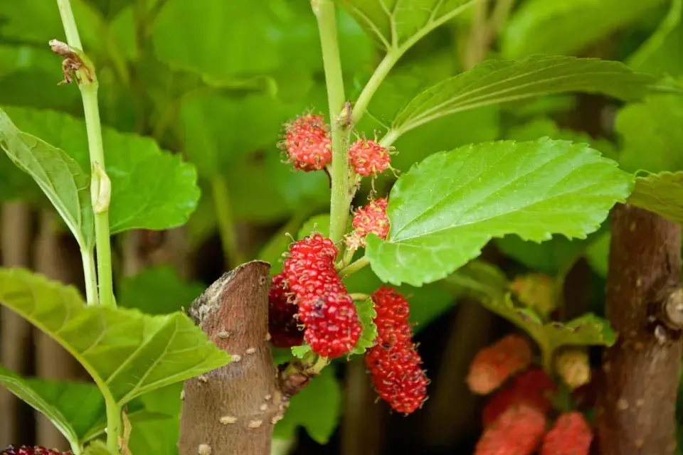 Morušovník červený