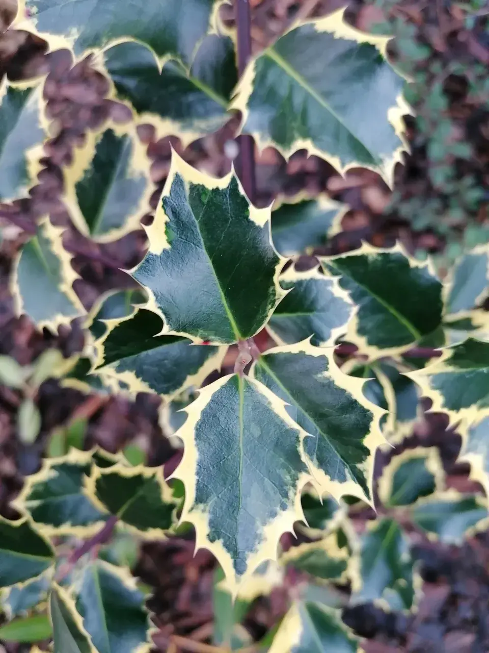 Panašovaná zeleň je vždy vítaná