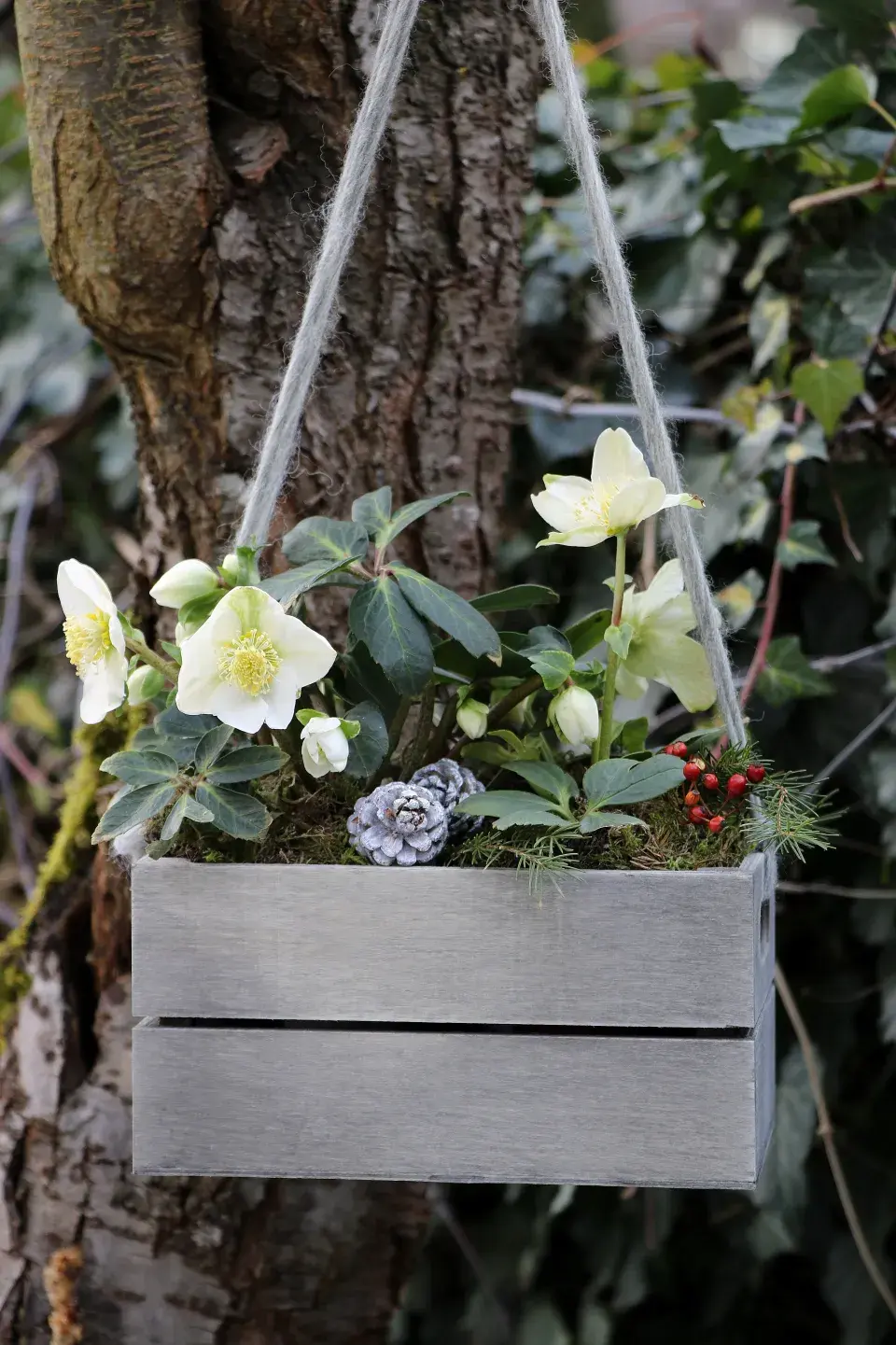 Čemeřice v nádobě