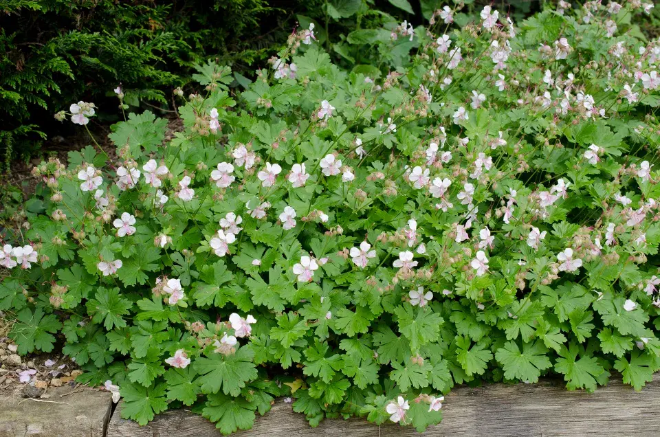 Kakost kantabrijský