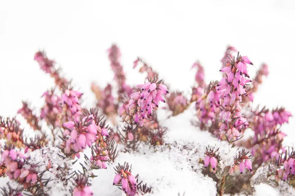 Erica pod sněhem