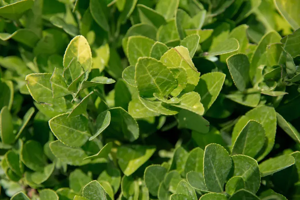 Brslen se zeleným listem