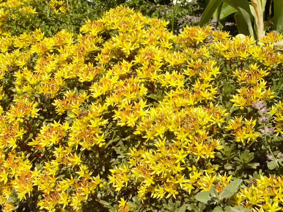 Bohatě kvetoucí rozchodník