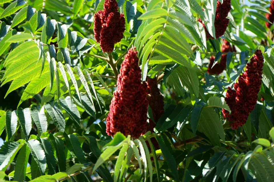 škumpa je velmi invazivní rostlina