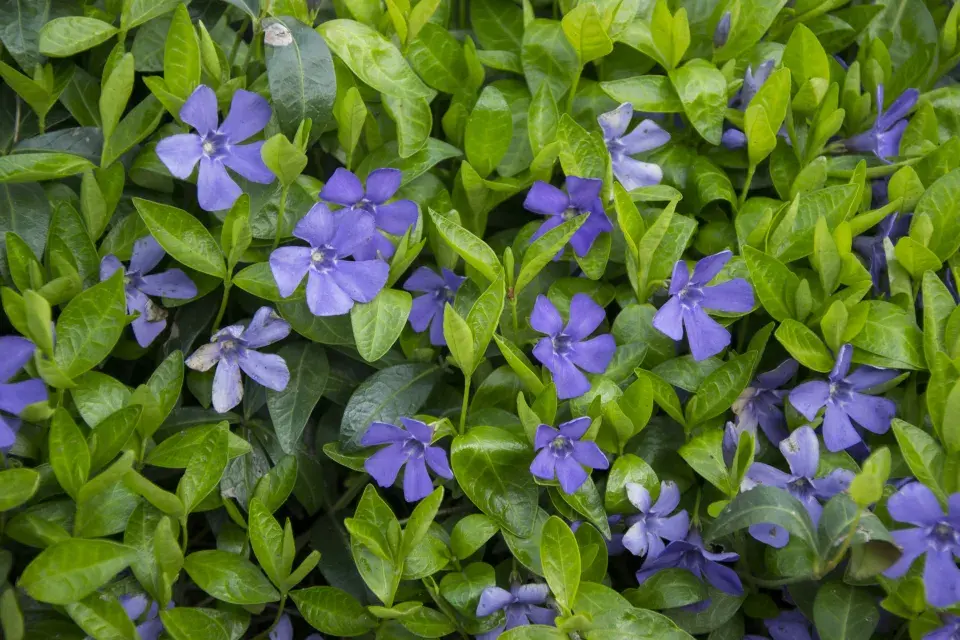 Barvínek (Vinca sp.)