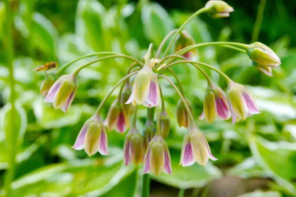 Nectaroscordum siculum