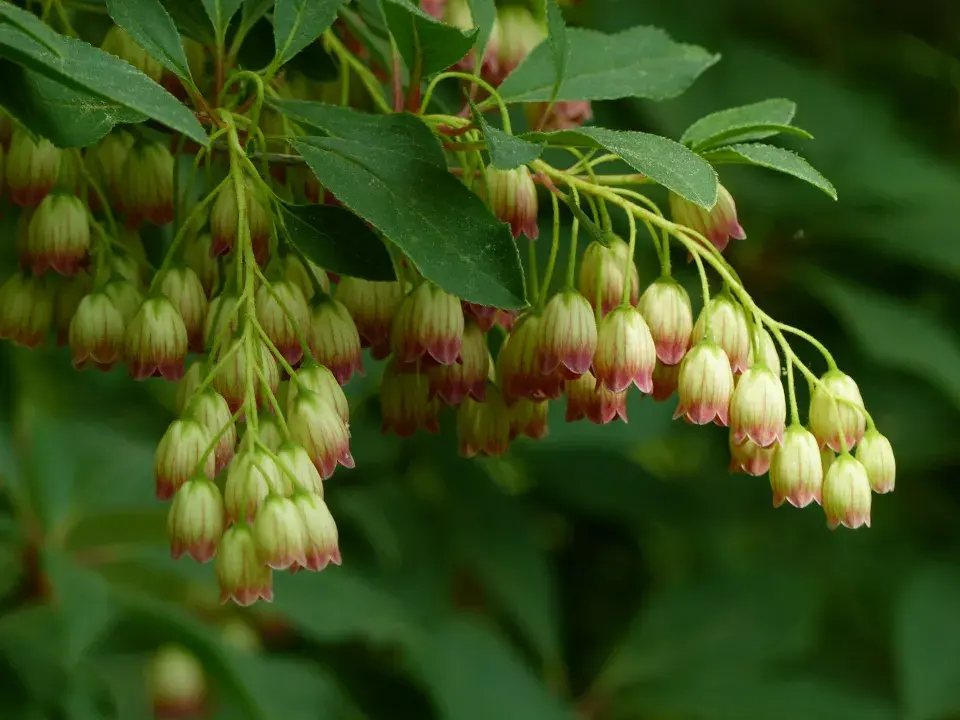 Enkianthus