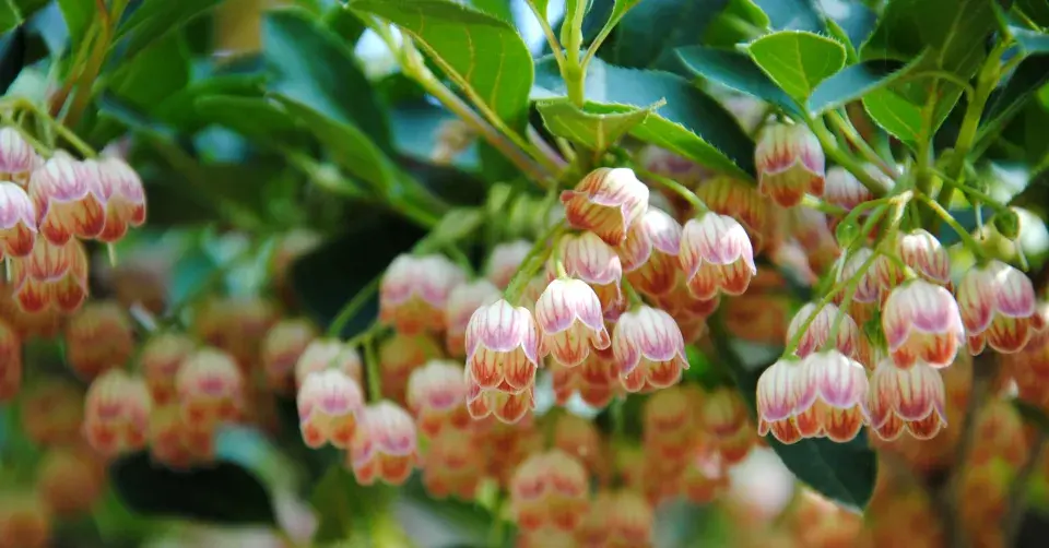 Enkianthus