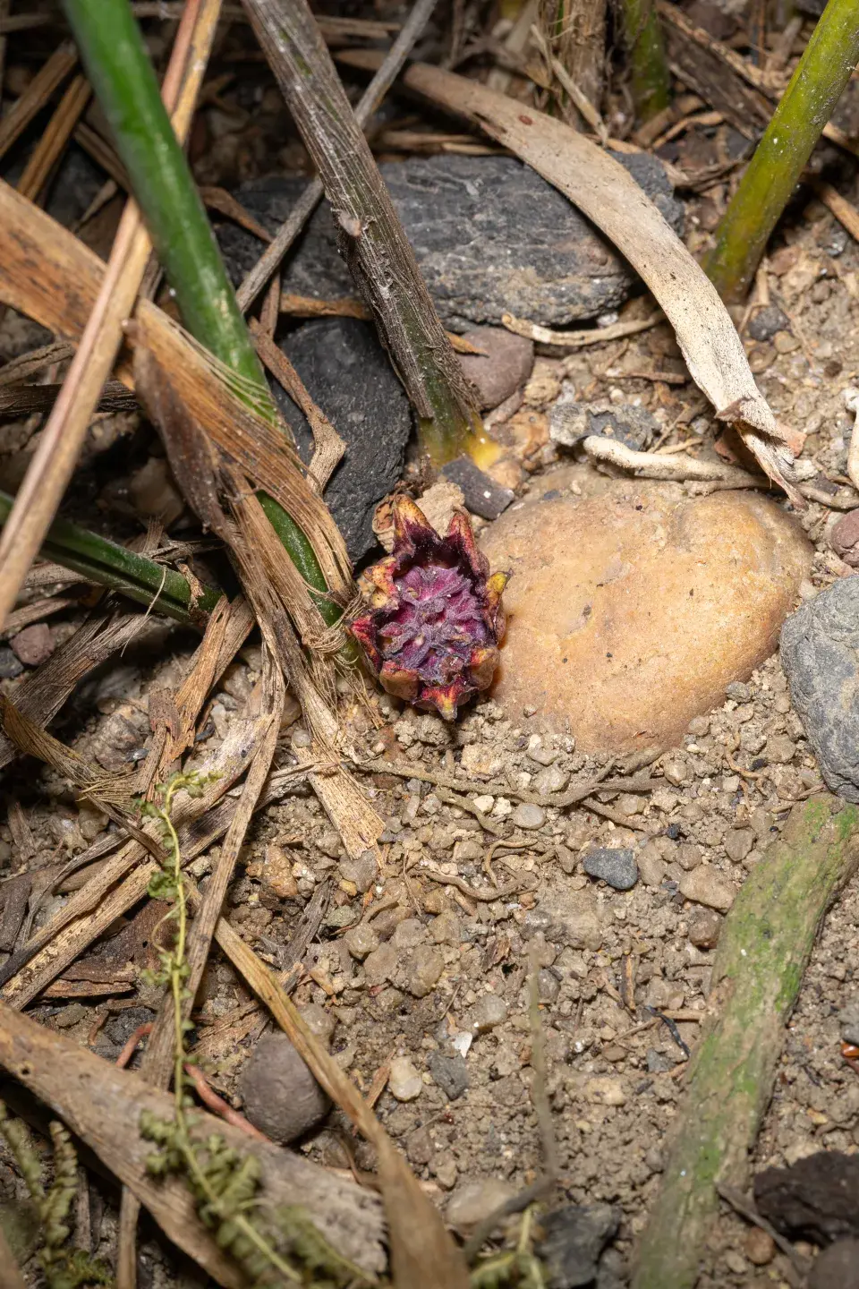 Květ kořenokvětky