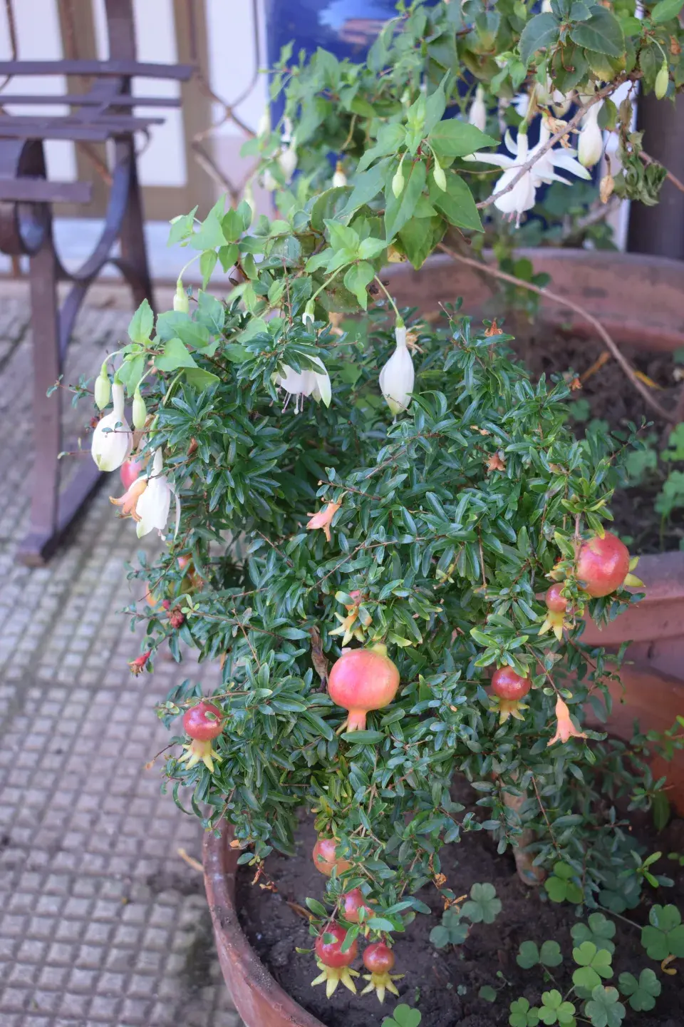 Granátové jablko můžete pěstovat v nádobě
