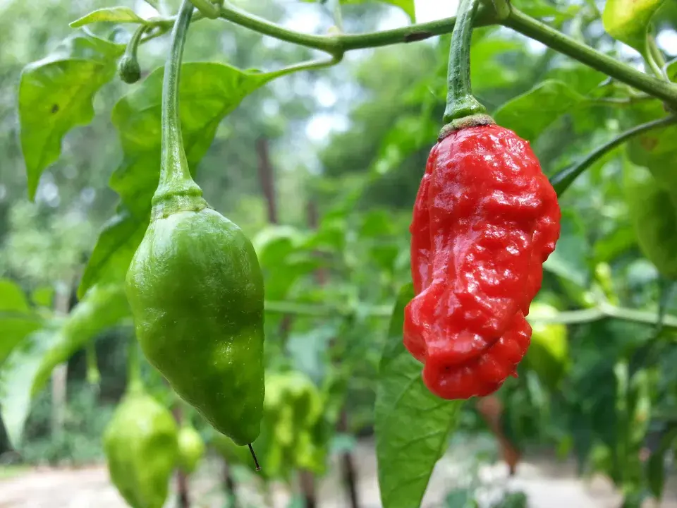 Naga Morich