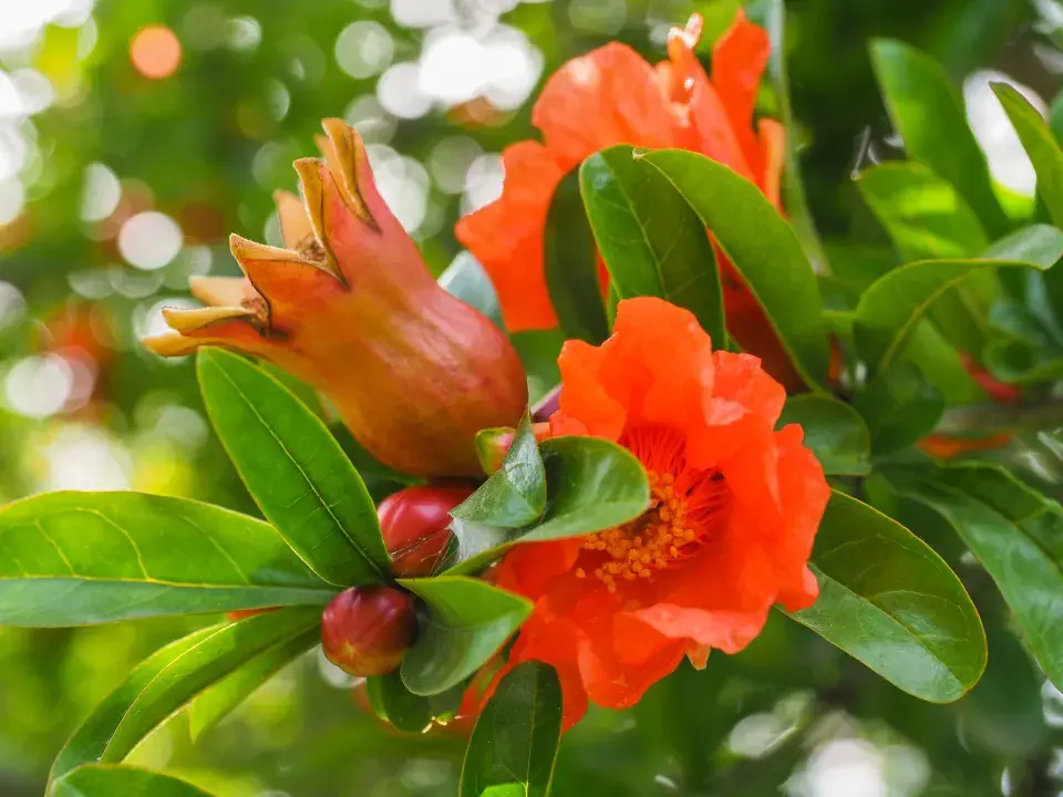 Marhaník granátový je krásný i v době květu